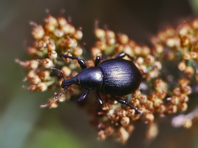 Ancora un curculionide genovese